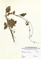 藏品(赤小豆)的圖片